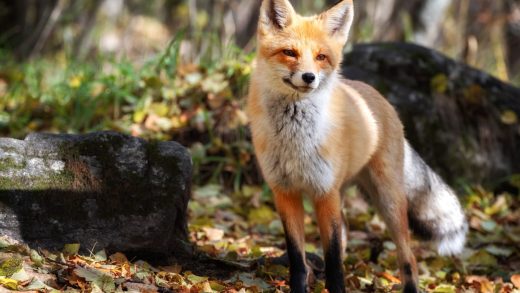 Қызғылт түлкілер туралы 26 қызықты мәліметтер