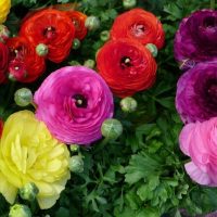 Сарғалдақ (лютик) туралы 32 қызықты мәліметтер