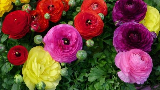 Сарғалдақ (лютик) туралы 32 қызықты мәліметтер