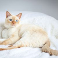 Тай мысықтары туралы 29 қызықты мәліметтер