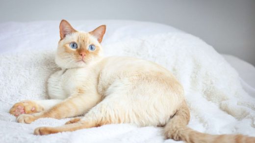 Тай мысықтары туралы 29 қызықты мәліметтер