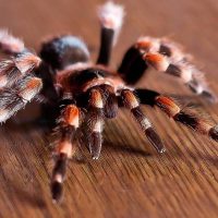 29 интересных фактов о тарантулах