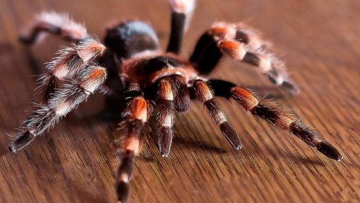 Тарантулдар туралы 29 қызықты мәліметтер