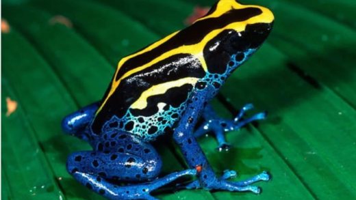 28 интересных фактов о ядовитых лягушках-древолазах