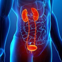 Зәр шығару жүйесі туралы 19 қызықты мәліметтер