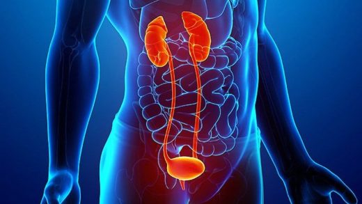 Зәр шығару жүйесі туралы 19 қызықты мәліметтер