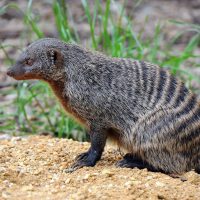 Жолақты мангусттар туралы 15 қызықты мәліметтер