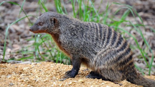 15 интересных фактов о полосатых мангустах