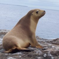 Ескекаяқтылар туралы 33 қызықты мәліметтер