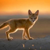 Фенек түлкілері туралы 39 қызықты мәліметтер