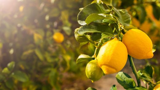 Лимон ағаштары туралы 35 қызықты мәліметтер