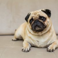 Мопс иттері туралы 34 қызықты мәліметтер