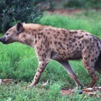 Құртшабақ гиеналар туралы 26 қызықты мәліметтер