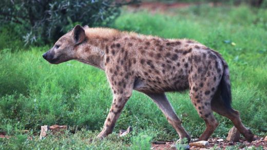 Құртшабақ гиеналар туралы 26 қызықты мәліметтер