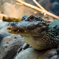 Қытай қолтырауындары туралы 40 қызықты мәліметтер