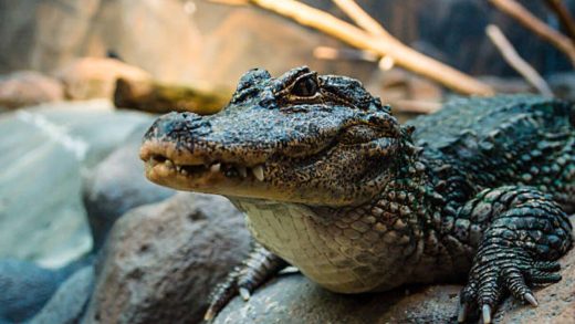 Қытай қолтырауындары туралы 40 қызықты мәліметтер