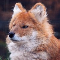 25 интересных фактов о красных волках