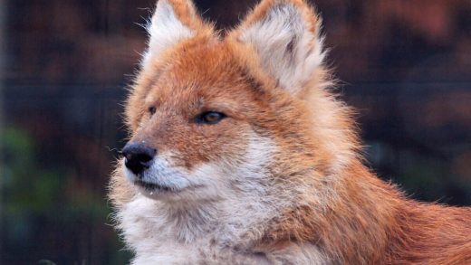 Қызыл қасқырлар туралы 25 қызықты мәліметтер