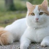 Түрік ван мысықтары туралы 27 қызықты мәліметтер