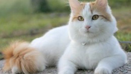 27 интересных фактов о турецких ванах