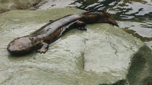 Жапон саламандрлары туралы 27 қызықты мәліметтер