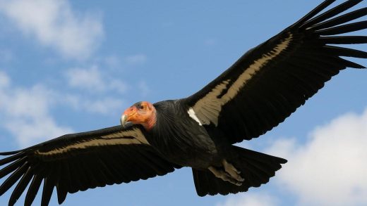 Калифорниялық кондорлар туралы 31 қызықты мәліметтер