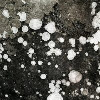 Бұршақтар туралы 35 қызықты мәліметтер