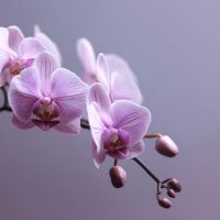 Орхидеялар туралы 17 қызықты мәліметтер