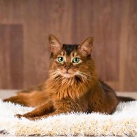 Сомали мысықтары туралы 38 қызықты мәліметтер