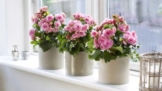 27 интересных фактов о бегонии